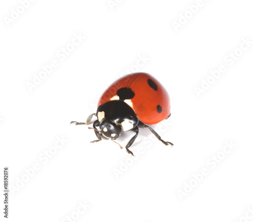 Macro photo of Ladybird isolated on white background.