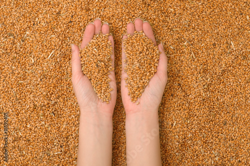 Tableau sur toile wheat
