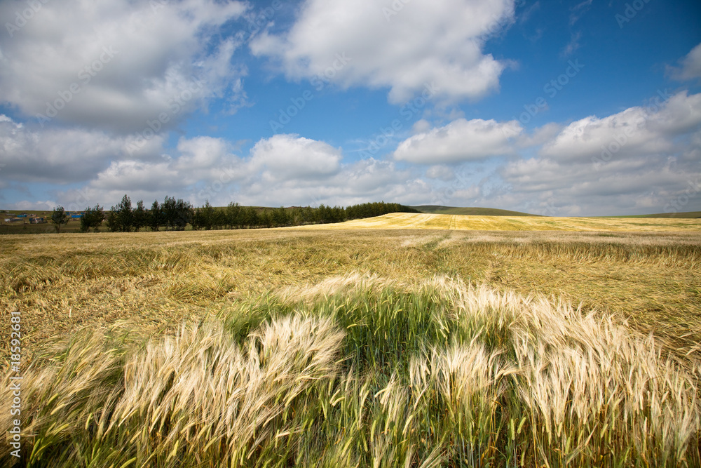 Wheaten field