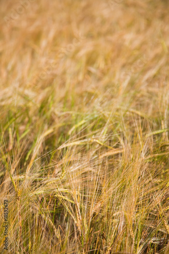 Wheaten field © kalafoto