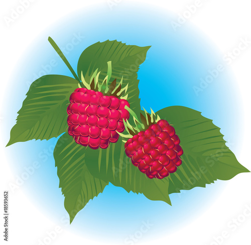 raspberry