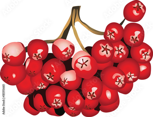 rowanberry