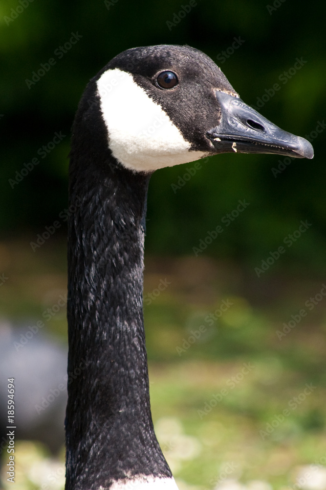 Canada goose head and neck Stock Photo | Adobe Stock