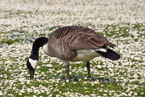 Canada goose grazing in daisies
