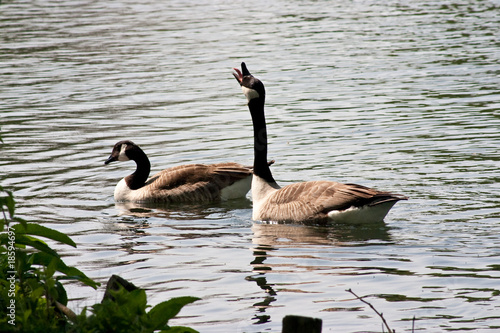 Canada goose stretching neck