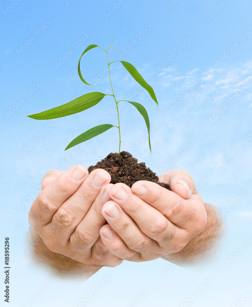 A sprout in hands as a symbol of nature protection A sprout in hands as a symbol of nature protection