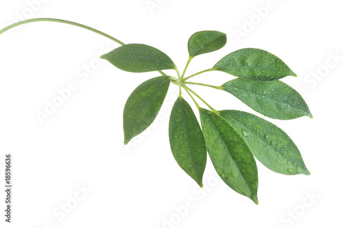  stem with leaves