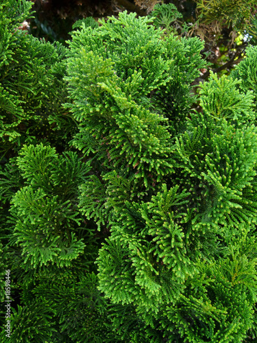 jardin d ornementation