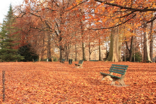 allée du parc en automne photo