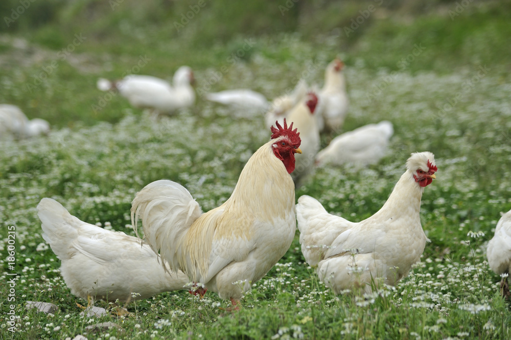 Landwirtschaft - Hühnerhaltung
