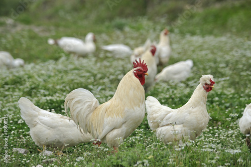 Landwirtschaft - Hühnerhaltung