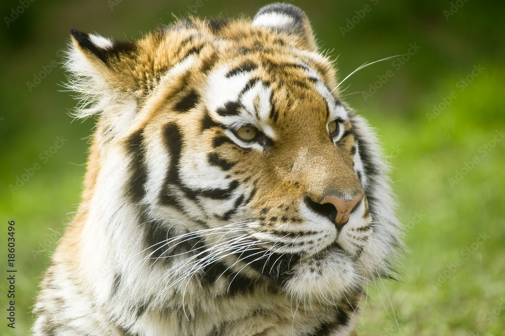 Fototapeta premium Siberian Tiger