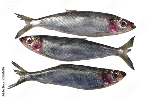 three fresh herrings photo