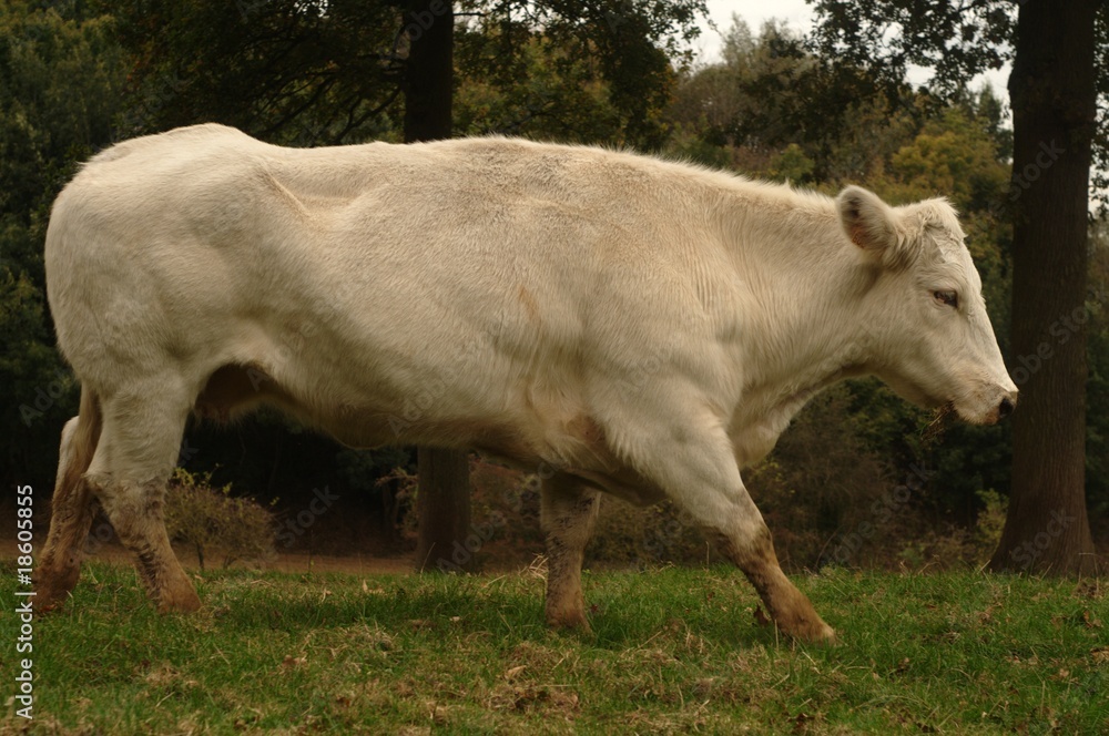 Marche du charolais Marche du charolais