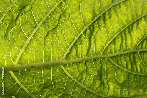 Blatt Hintergrund