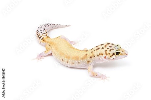 Eclipse Leopard Gecko on a white background