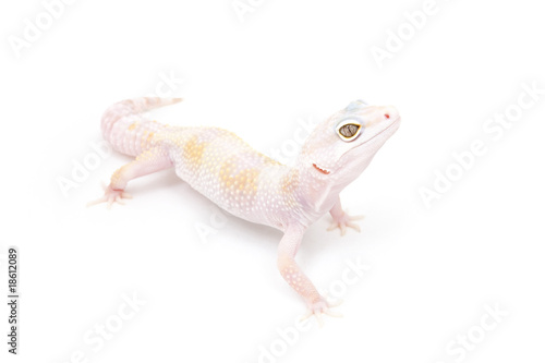 Phantom Leopard Gecko on a white background