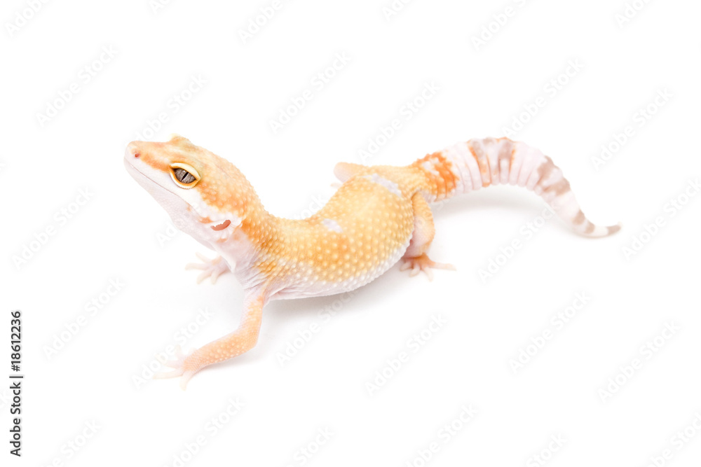 Naklejka premium TUG Sunglow Leopard Gecko on a white background