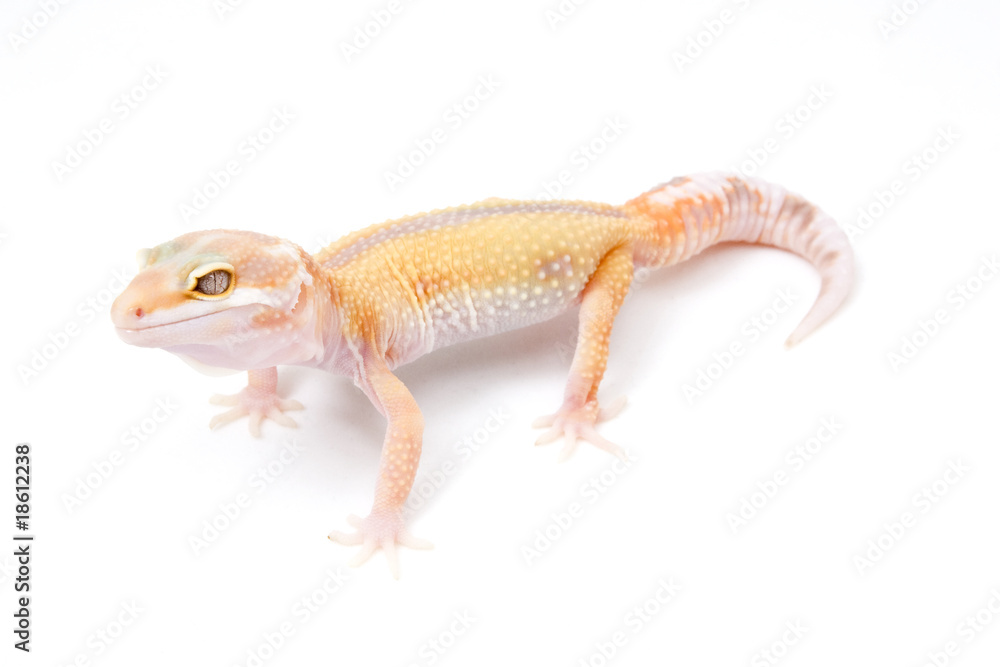 Tangerine Tremper Albino Reverse Stripe Leopard Gecko on a white Tangerine Tremper Albino Reverse Stripe Leopard Gecko on a white