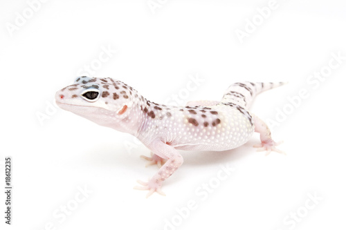 TUG Hypo Leopard Gecko on a white background