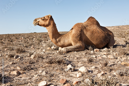 Camel in a desert