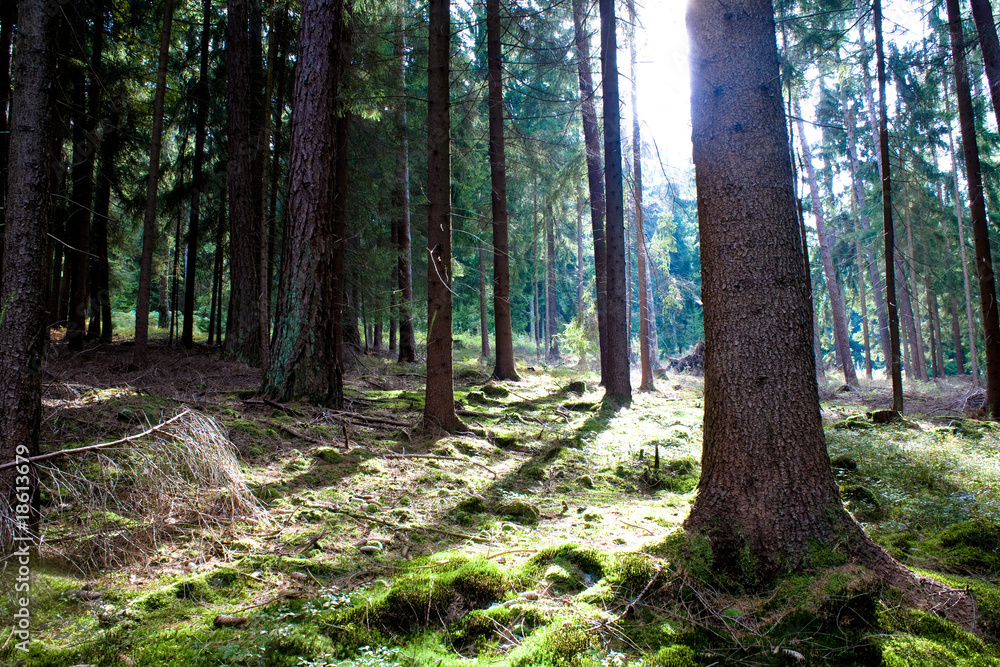 Fototapeta premium misty forest