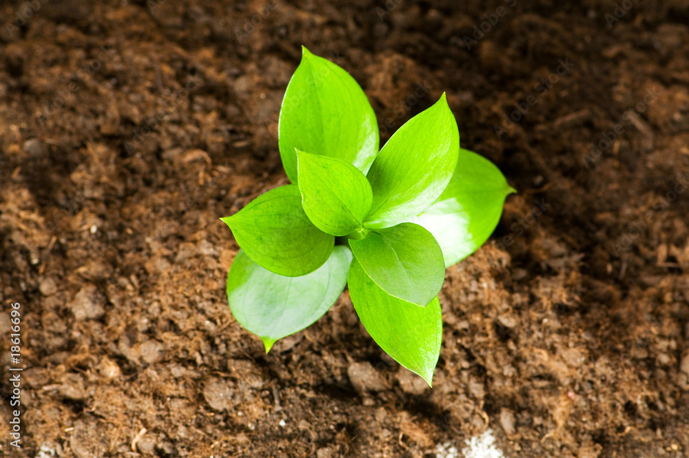 New life concept - green seedling growing out of soil New life concept - green seedling growing out of soil
