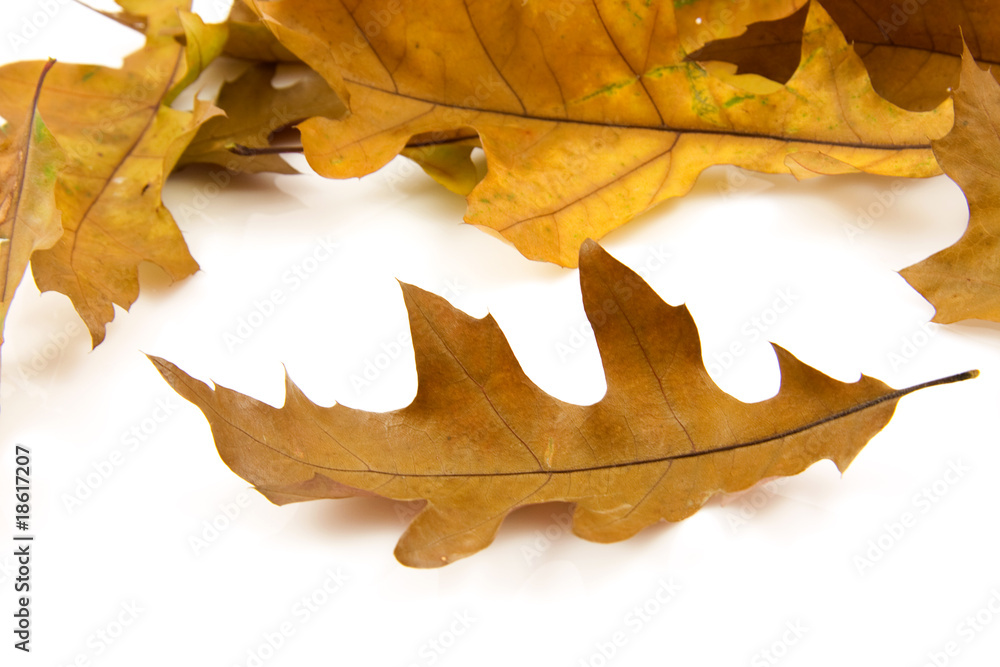 some autumn leaves over white background