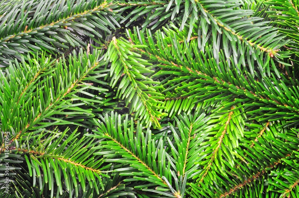green fir green fir
