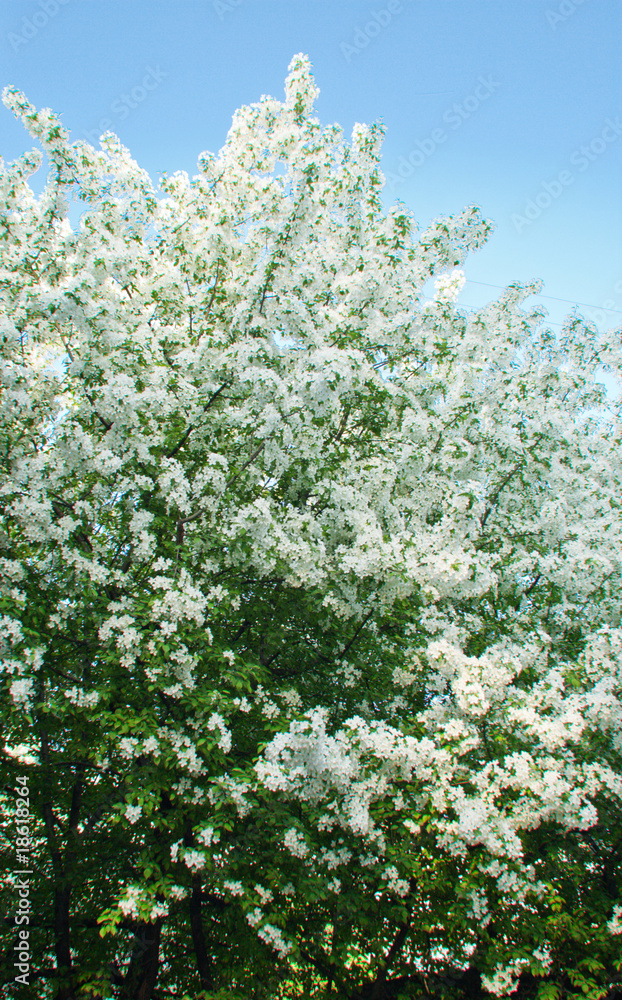 Blossoming apple-tree in the spring