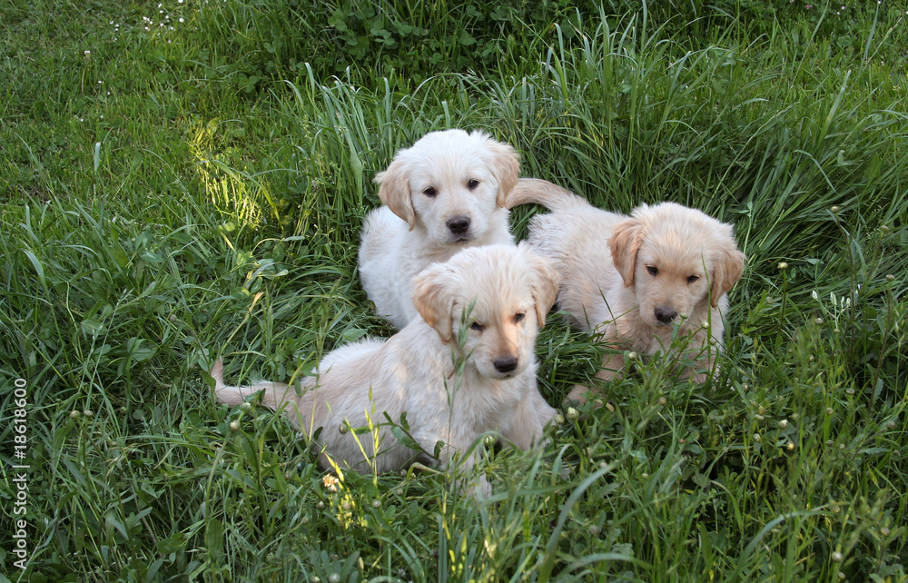 Drei Golden Retriever Welpen sitzen im Gras Drei Golden Retriever Welpen sitzen im Gras