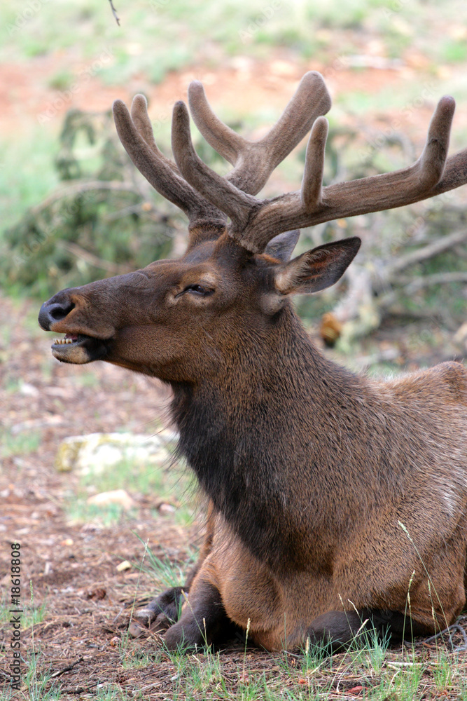 Mule deers at Grand Canyon National Park, US..