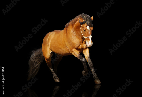 beautiful stallion galloping