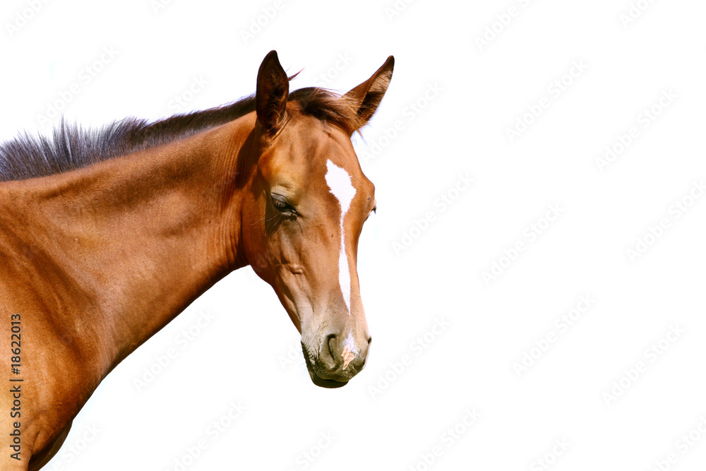 Obraz premium foal isolated