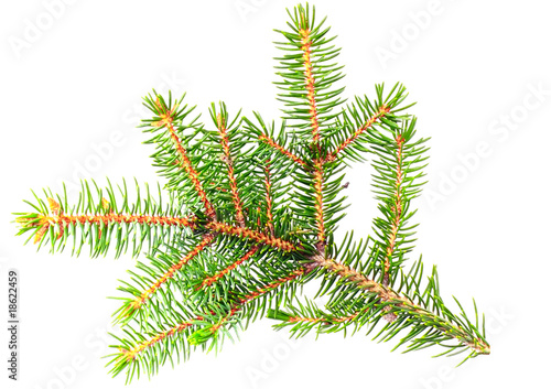 Fresh green fir branches .Isolated on white background