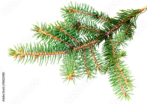 Fresh green fir branches .Isolated on white background