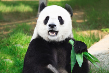 Fotobehang Panda Reuzenpanda geniet van verse bamboe  © Olga Khoroshunova