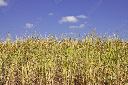 Rice field in Thailand