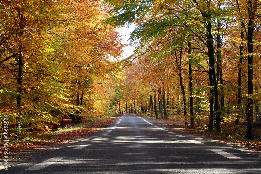 Obraz premium autumn