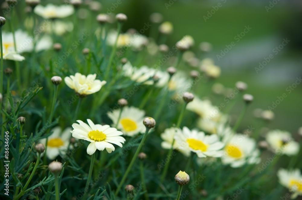 Daisy flowers over green Daisy flowers over green