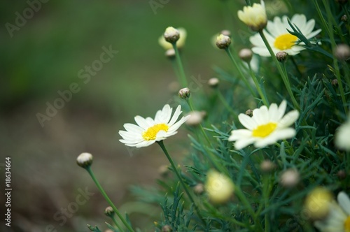 Daisy flowers over green