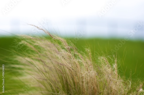 Grass in the wind.