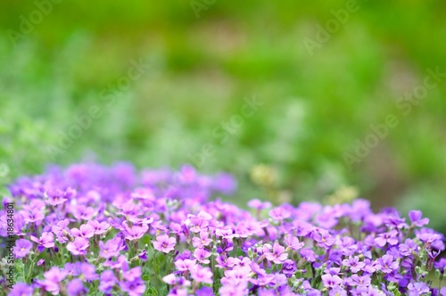 Flower bed for background