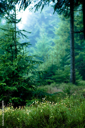 forest in the morning