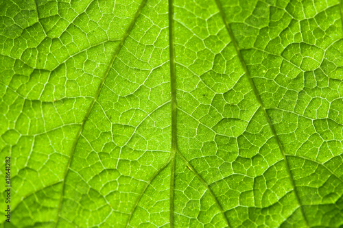 Macro view of green leaf in daylight