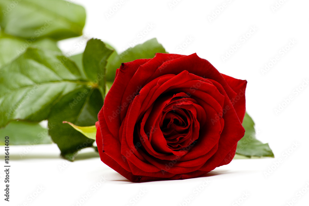 Naklejka premium Rose 13