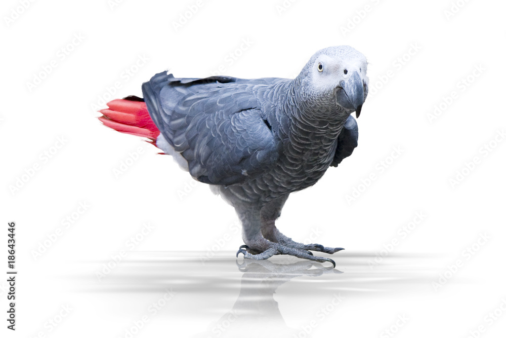 Fototapeta premium Vogel wd336