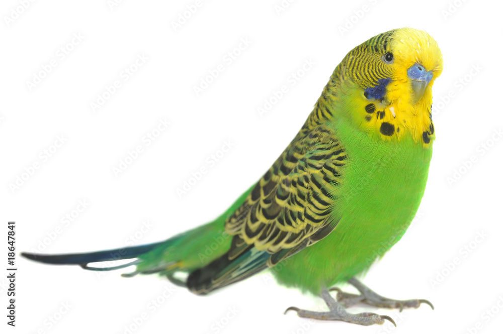Naklejka premium portret papugi falistej