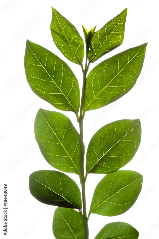 isolated leaf isolated leaf
