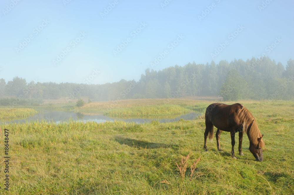 Horse at a sunrise